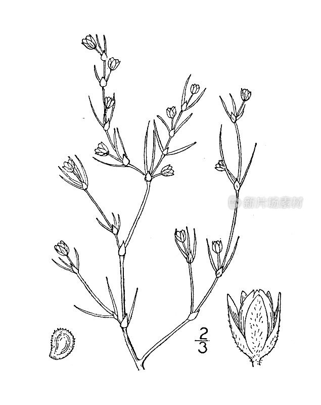 古植物学植物插图:Tissa marina，盐沼沙spurry